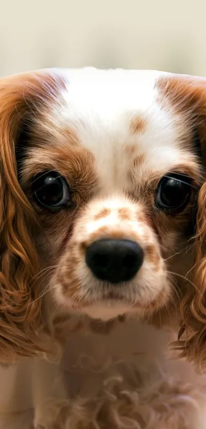 Close-up of Cavalier King Charles Spaniel with soulful eyes and flowing fur.