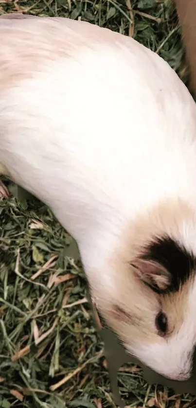 Guinea pig laying on green grass close-up.