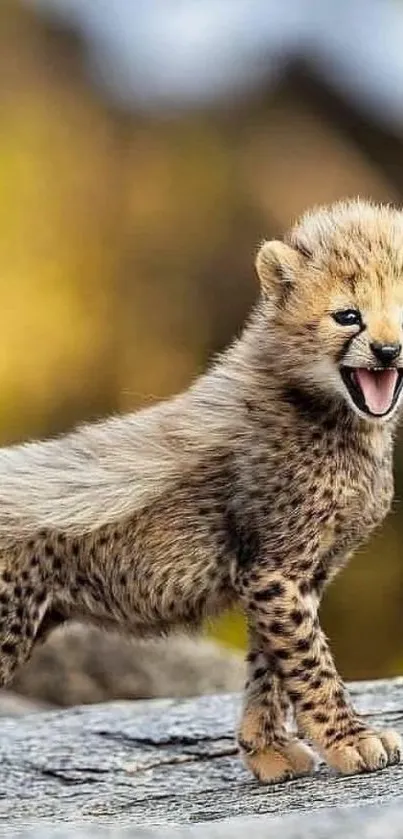 Adorable cheetah cub standing on a rock in a natural setting.