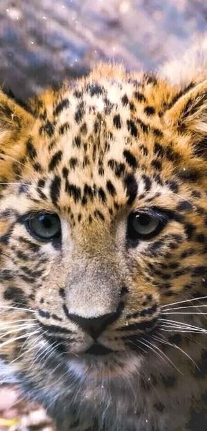 Adorable cheetah cub face with spotted fur, perfect for mobile wallpaper.