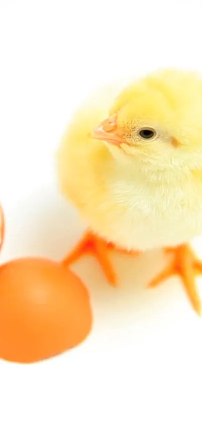 Fluffy yellow chick with eggshell on white background.