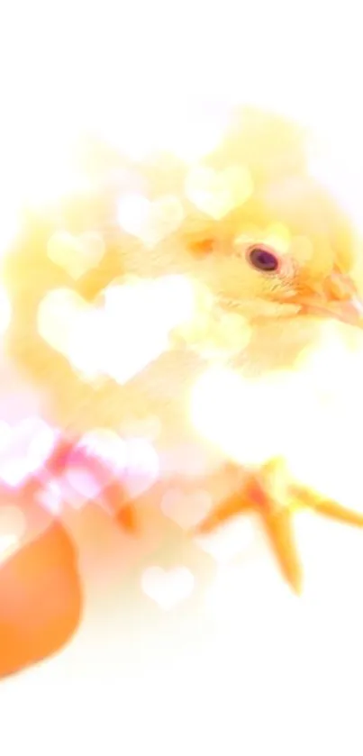 Cute chick with heart bokeh effect on white background.