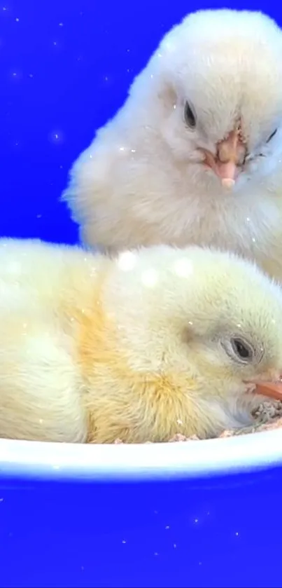 Two fluffy chicks resting on a blue background.