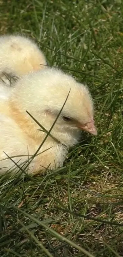 Adorable fluffy chicks resting on lush green grass.