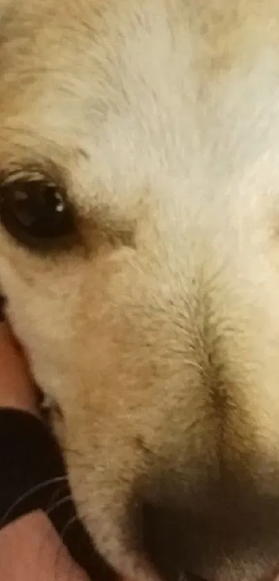 Close-up of a cute Chihuahua's face with a playful expression on a colorful background.