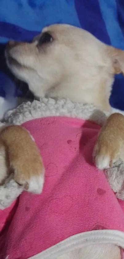 Chihuahua in pink sweater on blue blanket.