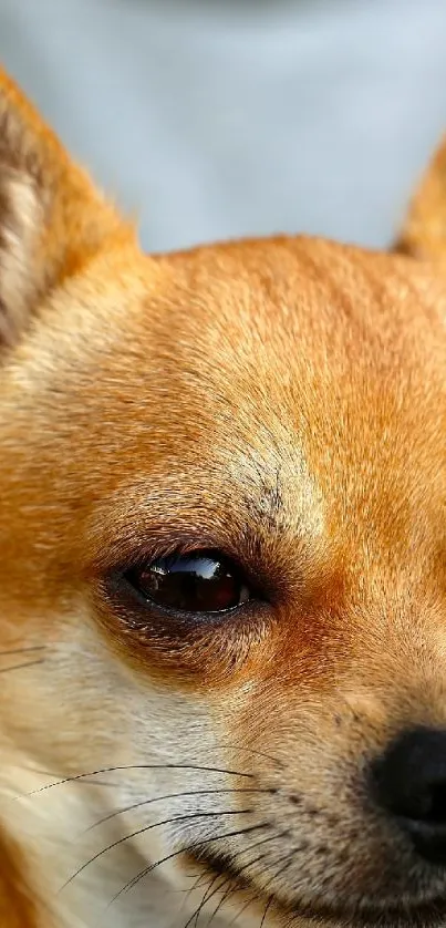 Close-up of a cute Chihuahua against a soft grey background.