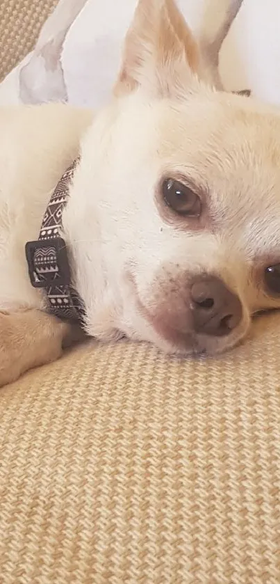 Cute Chihuahua relaxing on a beige couch with a sheep-patterned pillow.