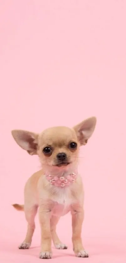 Adorable Chihuahua on a pastel pink background.