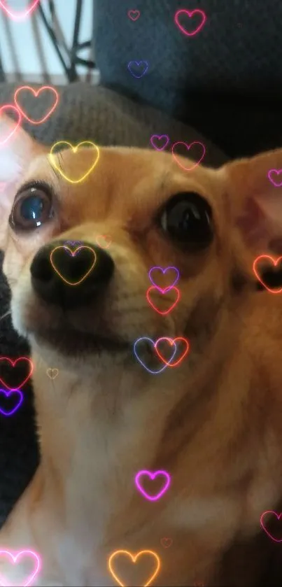 Adorable Chihuahua sitting on a dark gray sofa, looking up with big eyes.