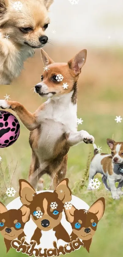 Playful Chihuahua puppies in a grassy field wallpaper.
