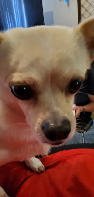 Close-up of a cute Chihuahua on a vibrant wallpaper.