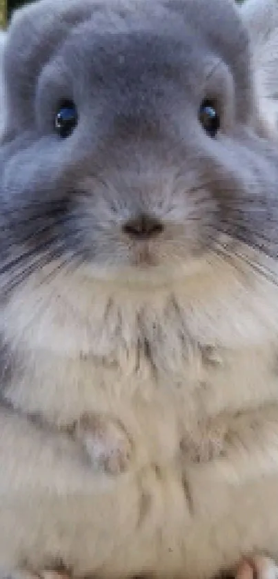 Cute fluffy chinchilla sitting on a stone in a garden setting.