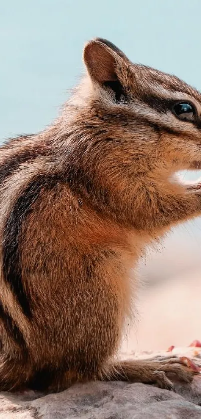 Cute chipmunk with detailed fur pattern on a natural background.