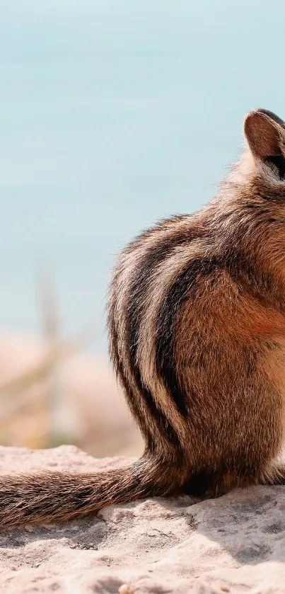 Cute chipmunk sitting on sandy beach.