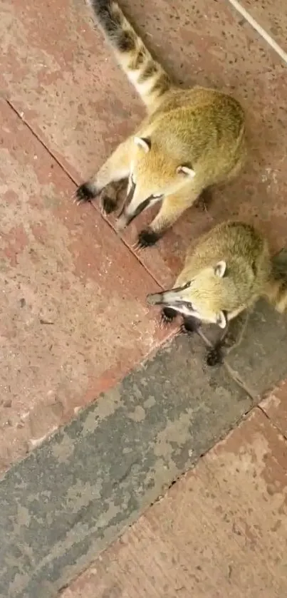 Two coatis on a rustic floor, seen from above.