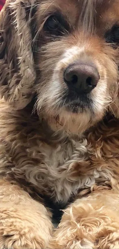 Charming cocker spaniel resting peacefully, showcasing fluffy fur.