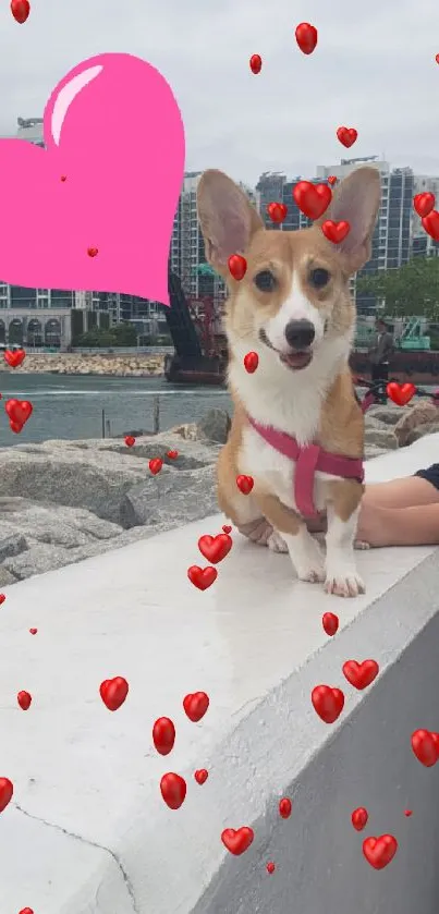 Corgi sitting on a seaside wall with a pink heart and city background.