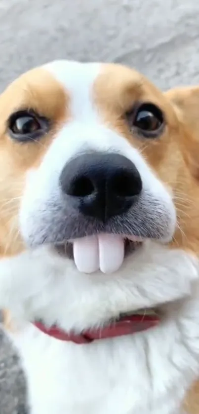 Cute Corgi with humorous expression and standout front teeth.