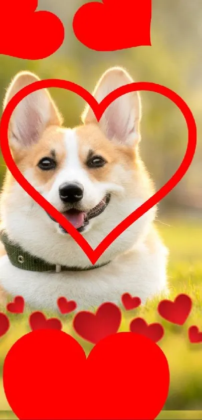 Corgi with red heart accents in a nature background wallpaper.