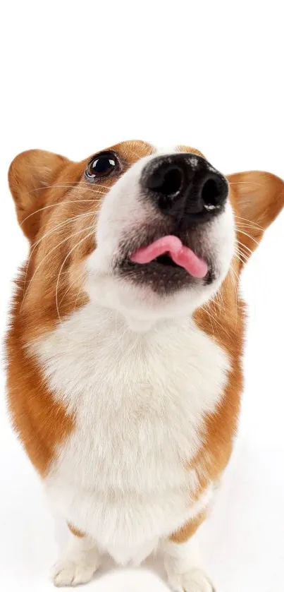 Cute corgi puppy on white background, tongue out playfully.