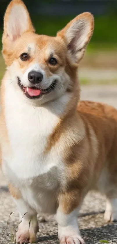 Cute corgi dog standing in a sunny park setting.