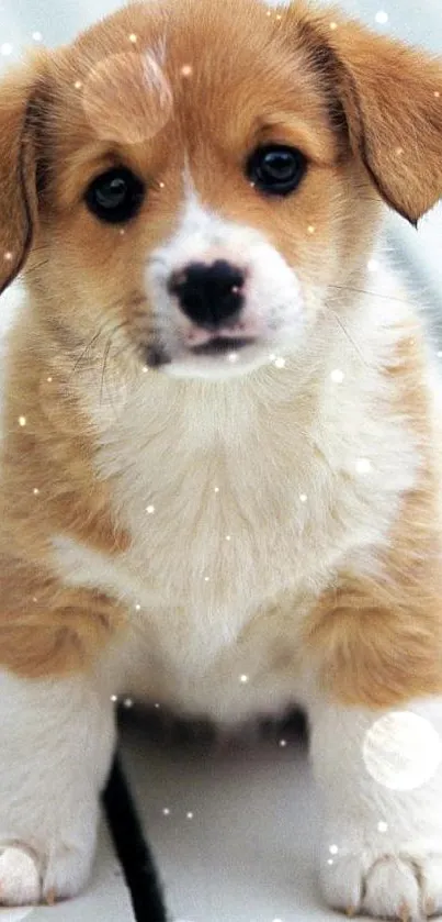 Adorable Corgi puppy sitting on a deck, perfect for a mobile wallpaper.