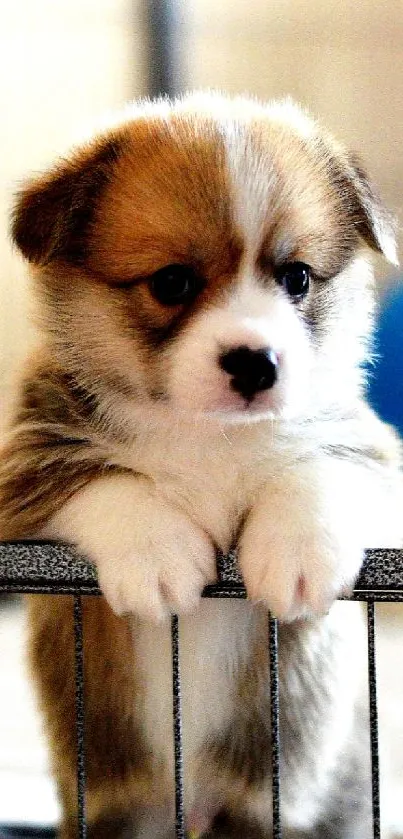 Adorable Corgi puppy resting paws on fence in charming portrait.