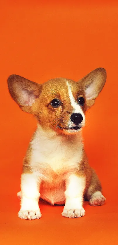 Adorable corgi puppy on orange background wallpaper.