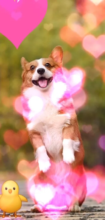 Corgi with pink heart and chick in nature.