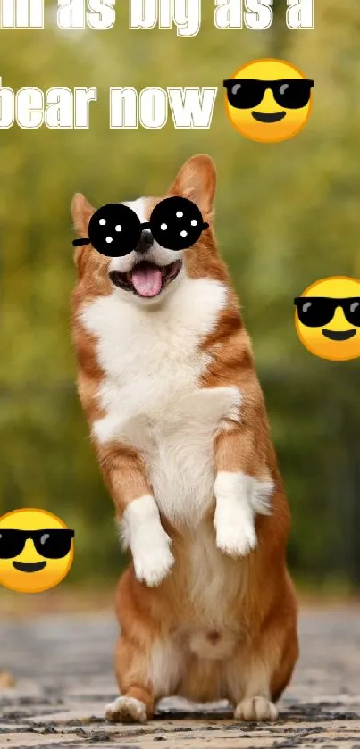 Corgi wearing sunglasses, posing playfully.