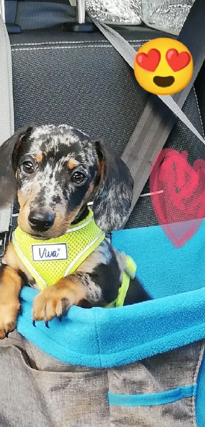 Adorable dachshund puppy in car seat with a heart emoji.