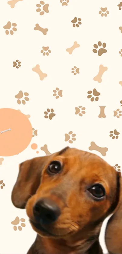 Cute dachshund with paw and bone pattern wallpaper.