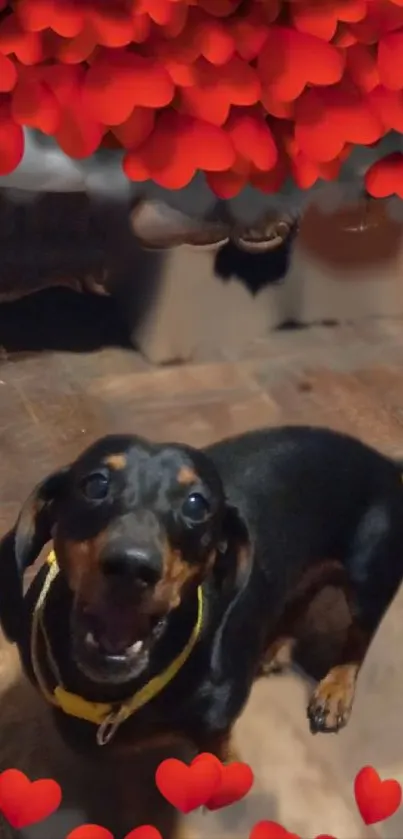 Happy dachshund surrounded by red hearts on a textured background.