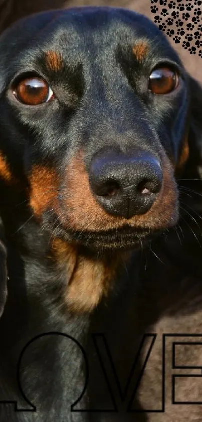 Adorable black Dachshund with heart and love text on a cozy background.