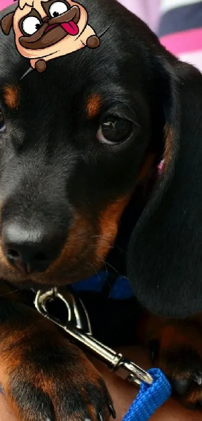 Adorable black dachshund puppy with a colorful striped background.