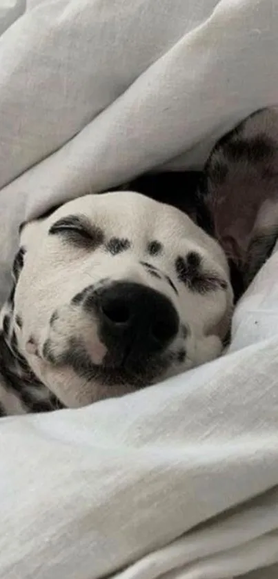 Sleeping Dalmatian dog cozy in white blankets.