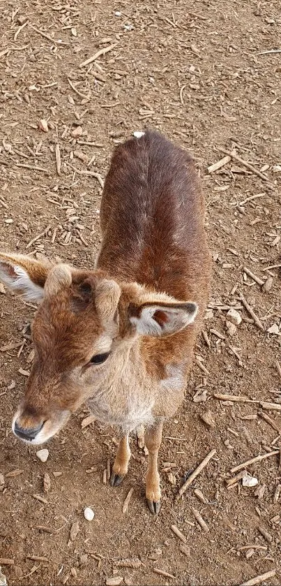 Young deer standing on earthy forest floor.