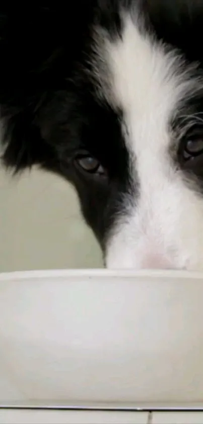 Adorable dog peering into a bowl in a mobile wallpaper.