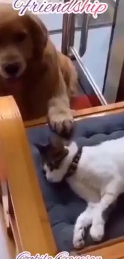 Dog gently touches sleeping cat on a cozy chair.