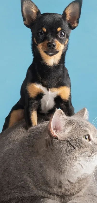 Chihuahua sitting on a large gray cat against a blue background.