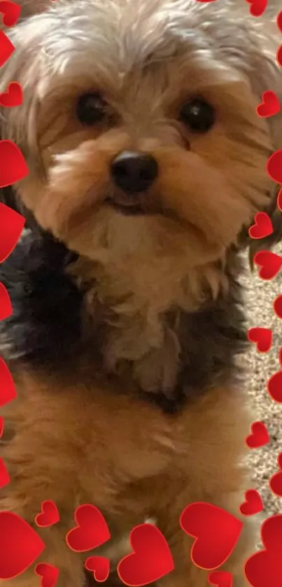 Cute dog with red heart border wallpaper.