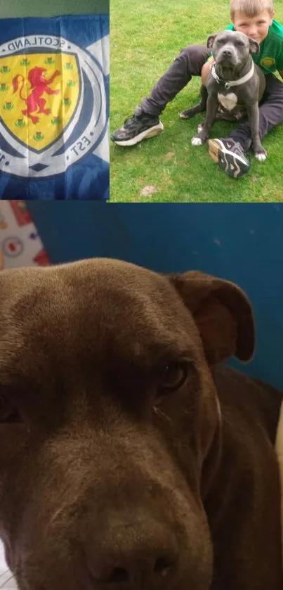 Dog with Scotland flag and child playing on grass.