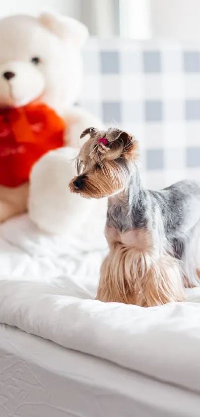 Cute puppy on a bed with a large teddy bear.