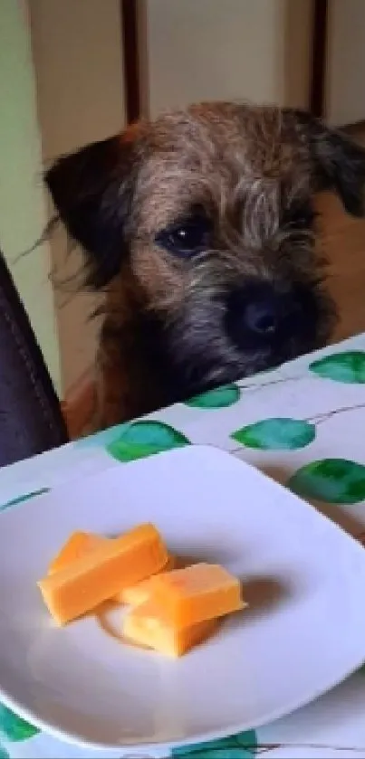 Dog sitting by a leafy table with cheese plate.