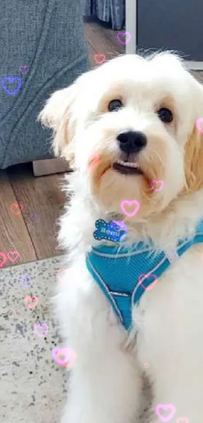 Adorable dog with teal harness in living room.
