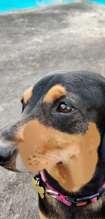 Cute dog by the pool under a bright sky, perfect wallpaper.