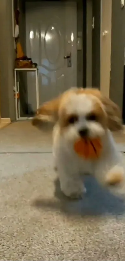 Cute fluffy dog playing fetch indoors with orange ball.