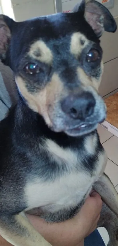 Close-up of a cute small dog with expressive eyes held in arms.