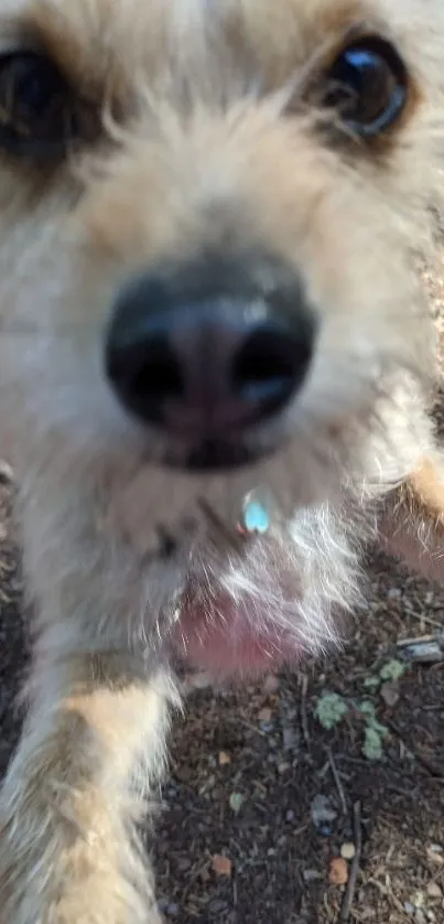 Close-up of a cute dog with curious expression in a natural setting.